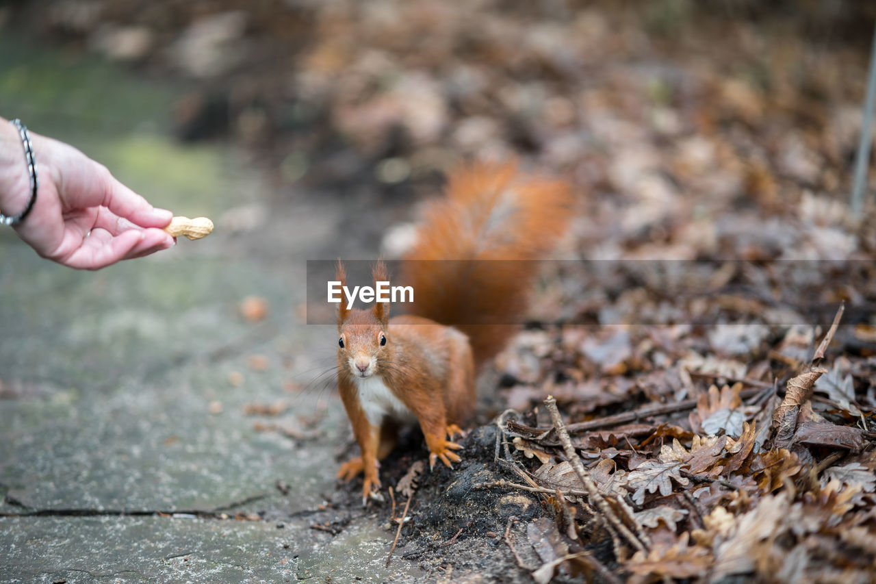 VIEW OF SQUIRREL FEEDING ON LAND