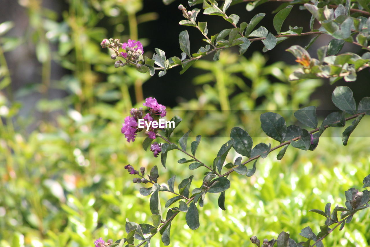 Close-up of purple flowering plant