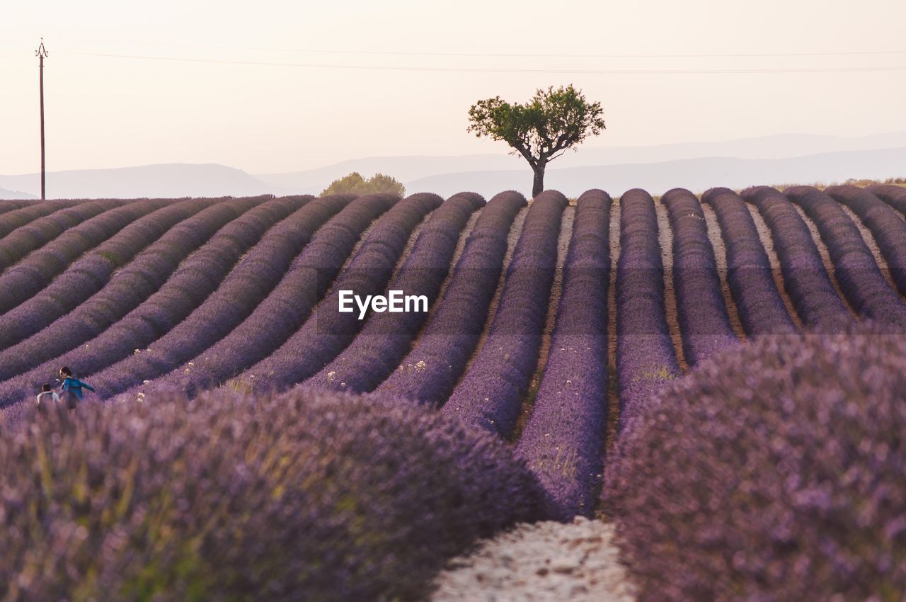Scenic view of purple flowering plants on field against sky