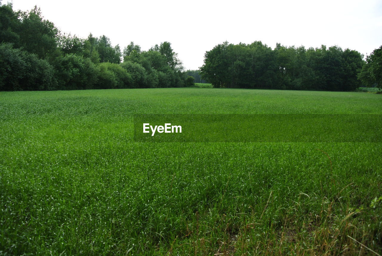 SCENIC VIEW OF FIELD AGAINST TREES