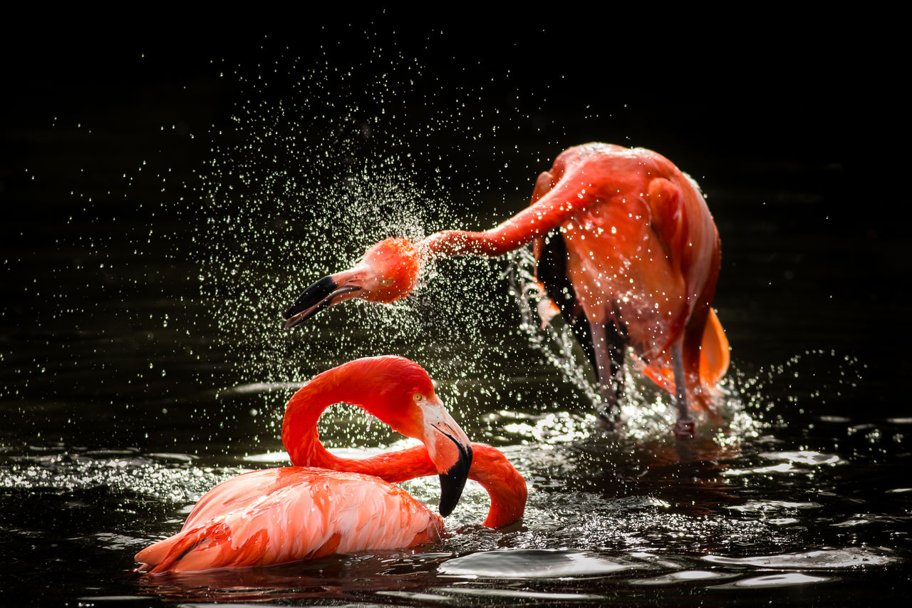 Flamingoes splashing water in lake