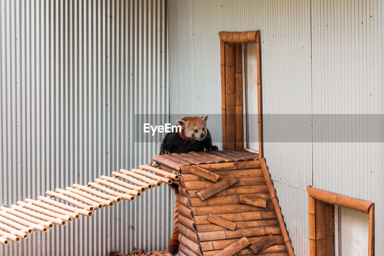 Red panda climbing up a ledge