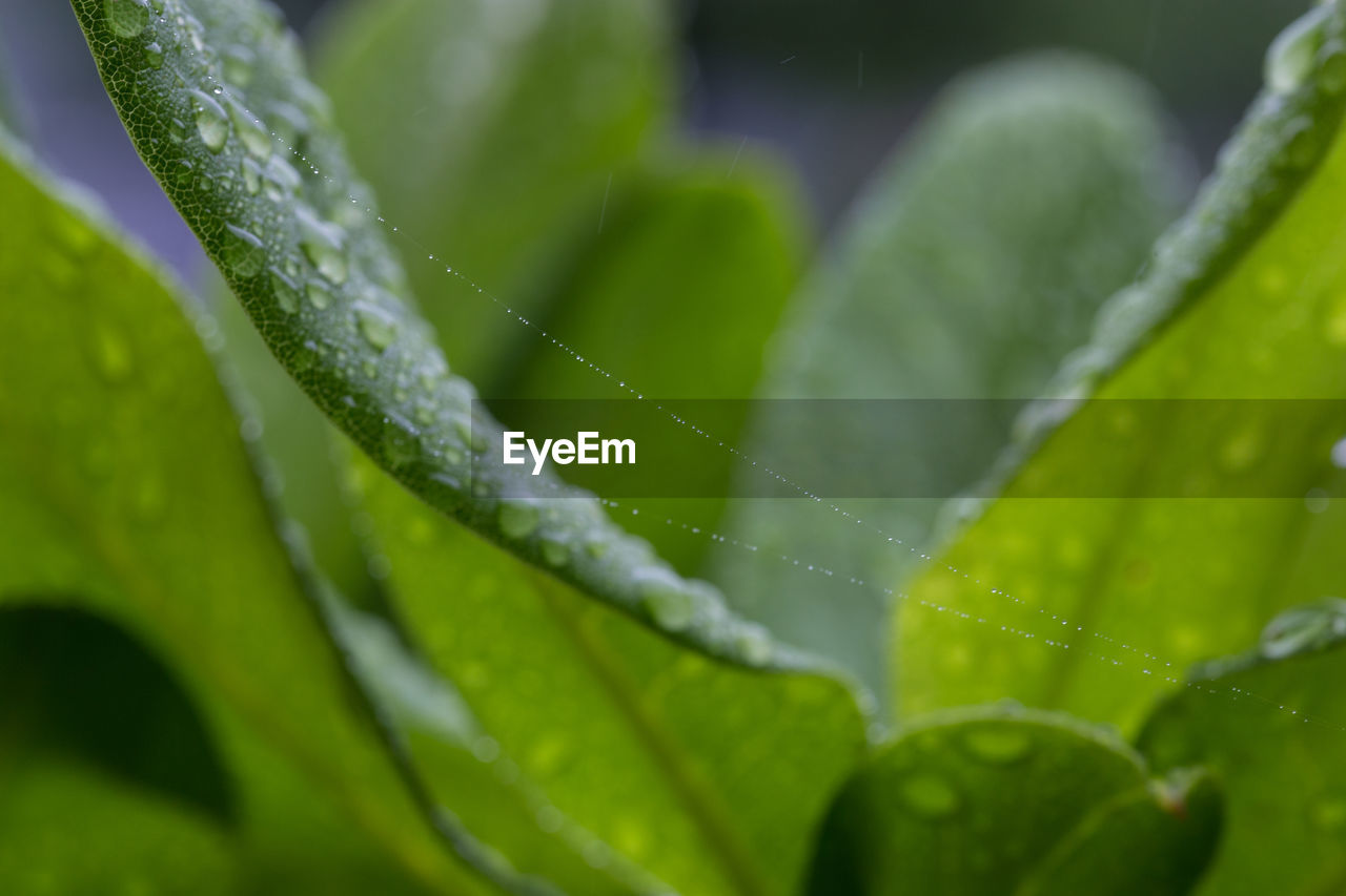 FULL FRAME SHOT OF WET PLANTS