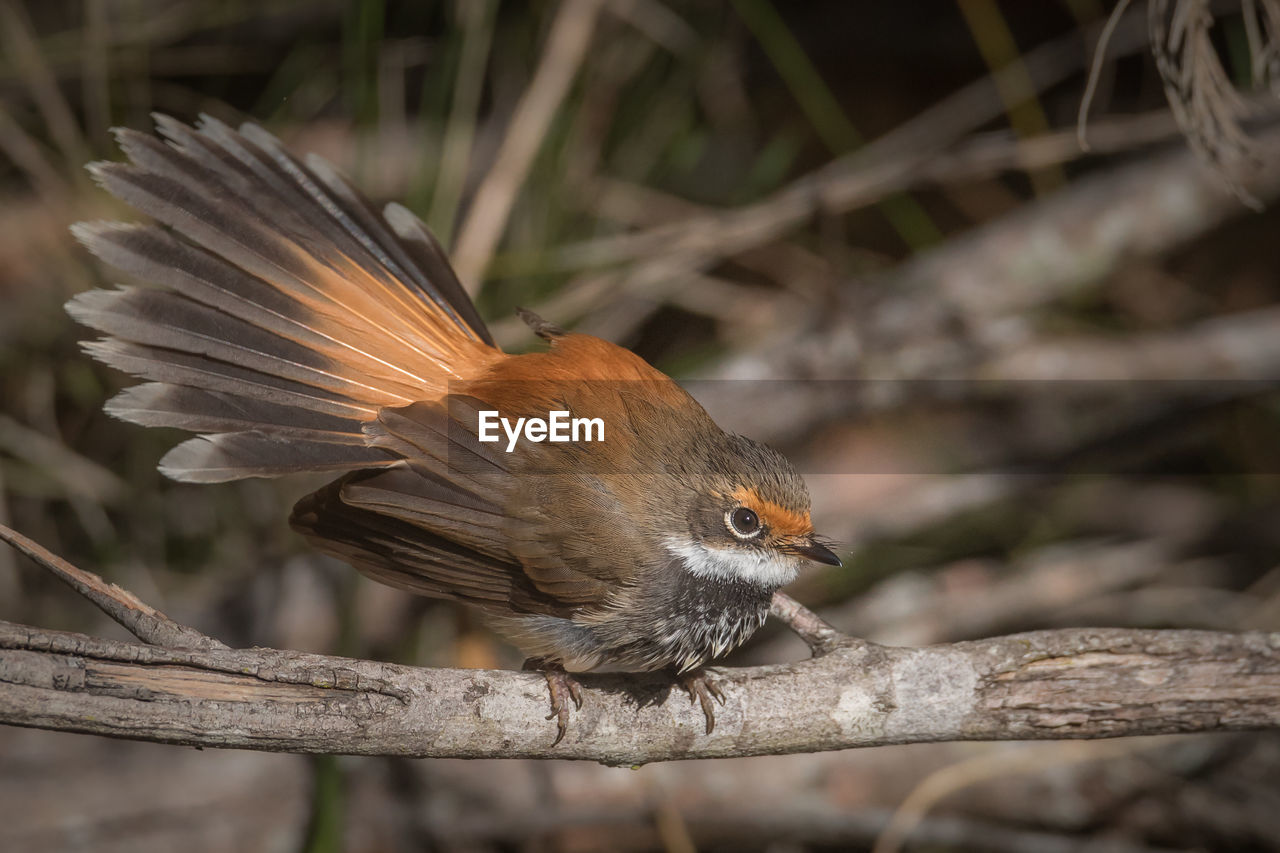 Close-up of bird perching on branch