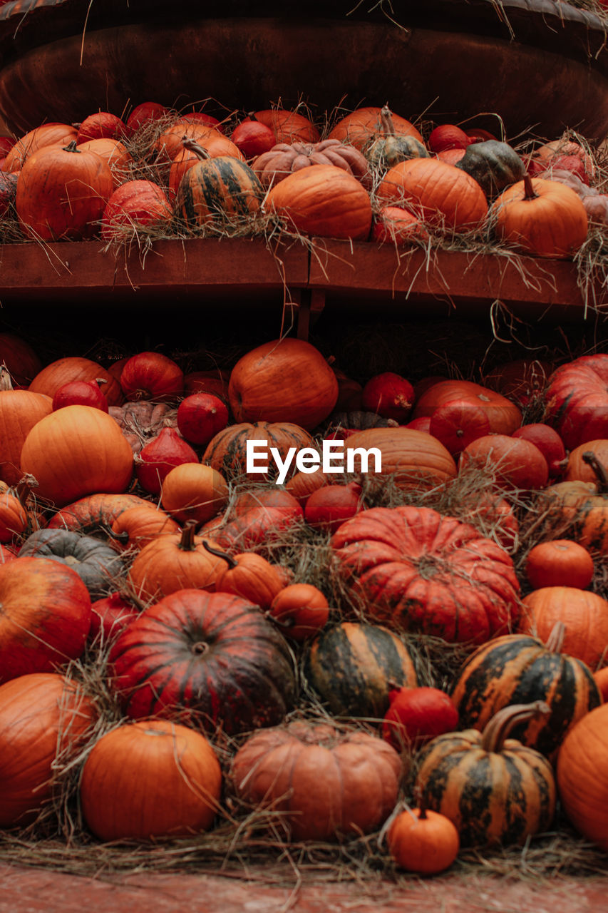 Thanksgiving holiday. halloween. lots of orange pumpkins in a hay. farmer's market. autumn harvest