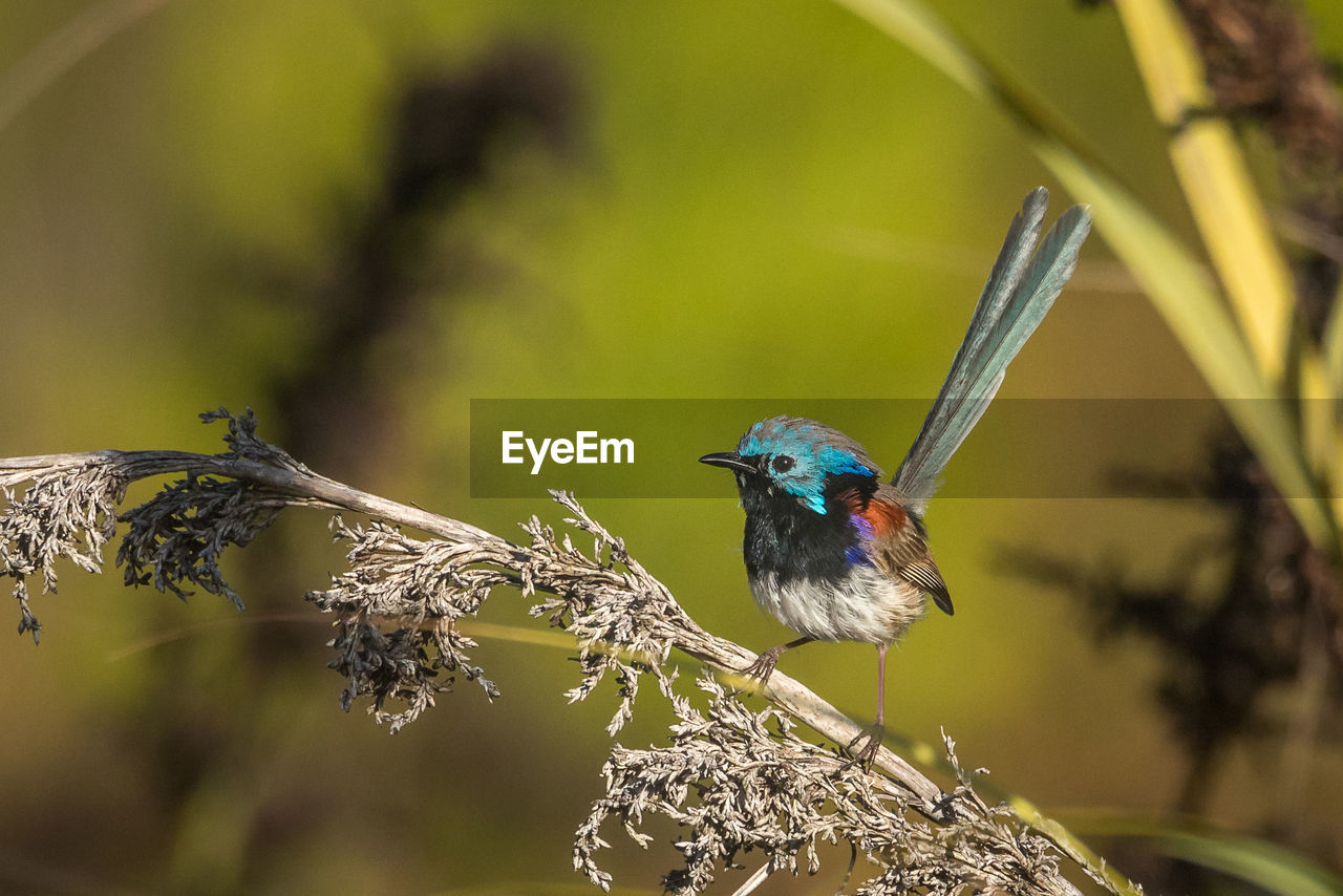 Close-up of bird perching on branch