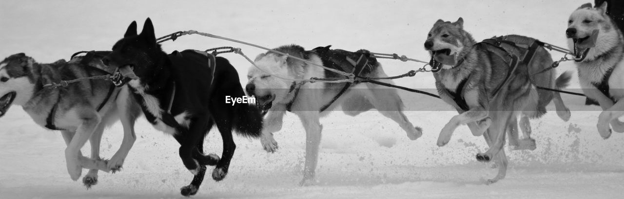 Dogs running in snow