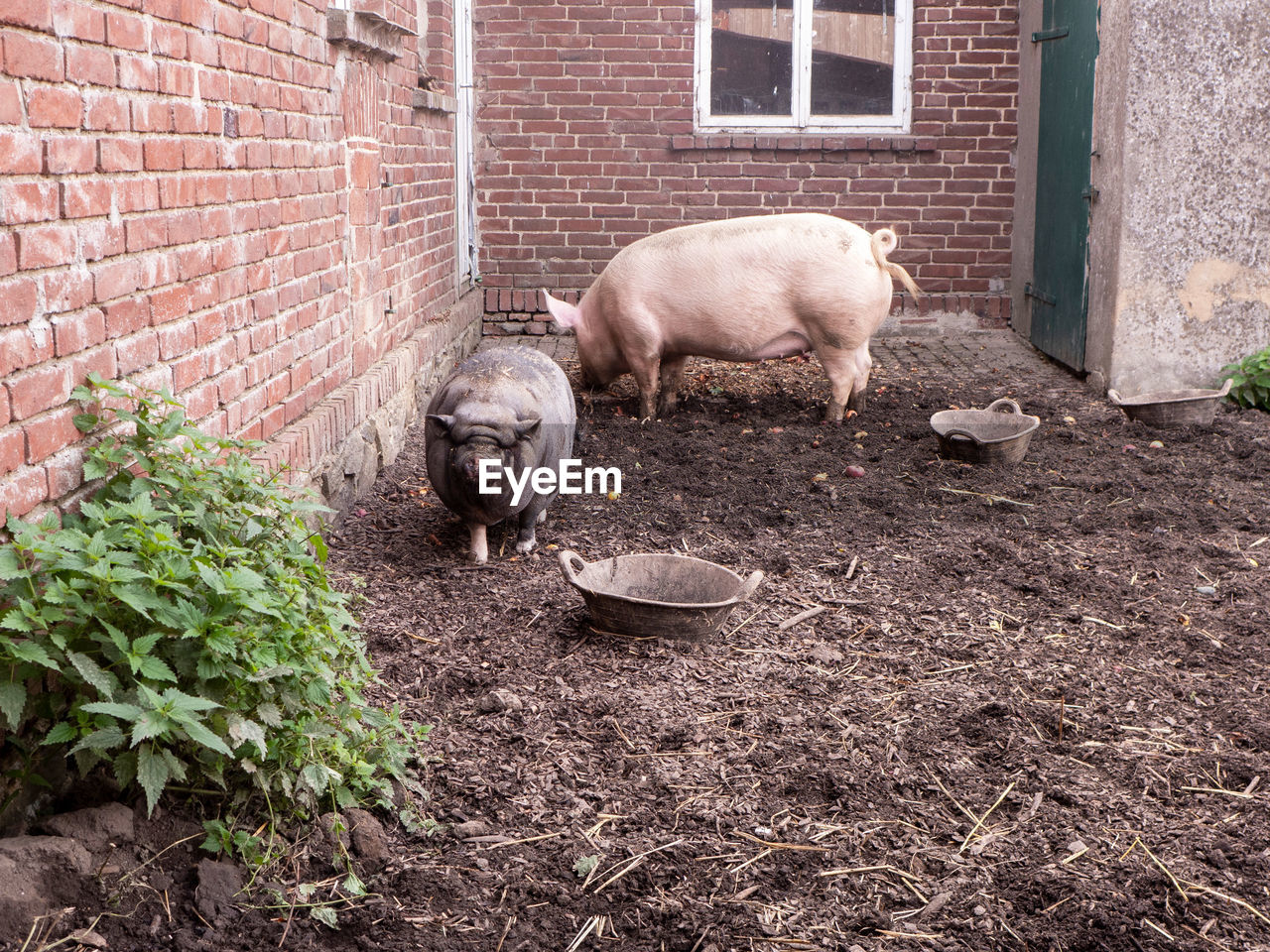 Pig in pigpen, pigsty. the pig has a run-out with a muddy pool and can be outside of his stable a