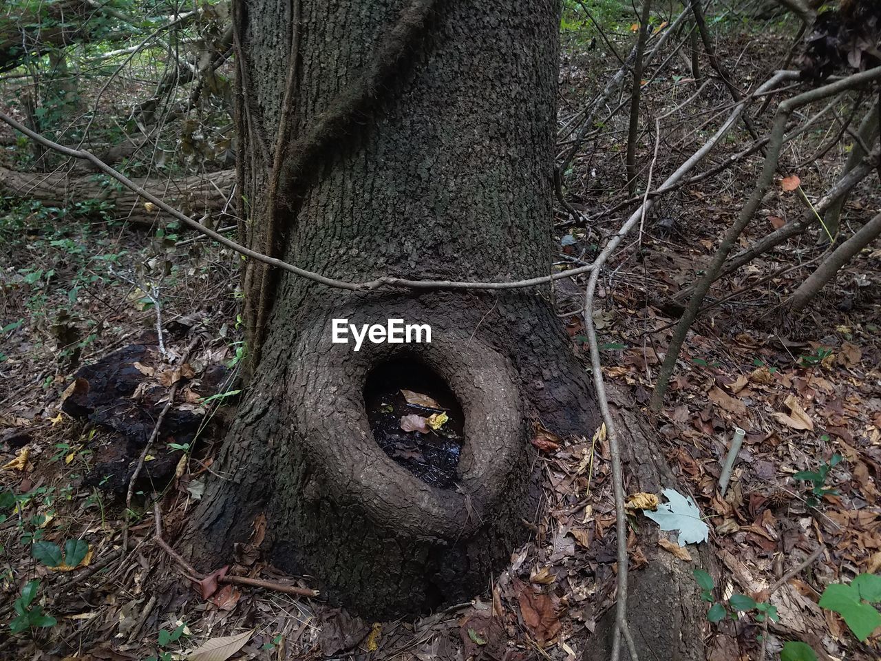 CLOSE-UP OF TREE TRUNK