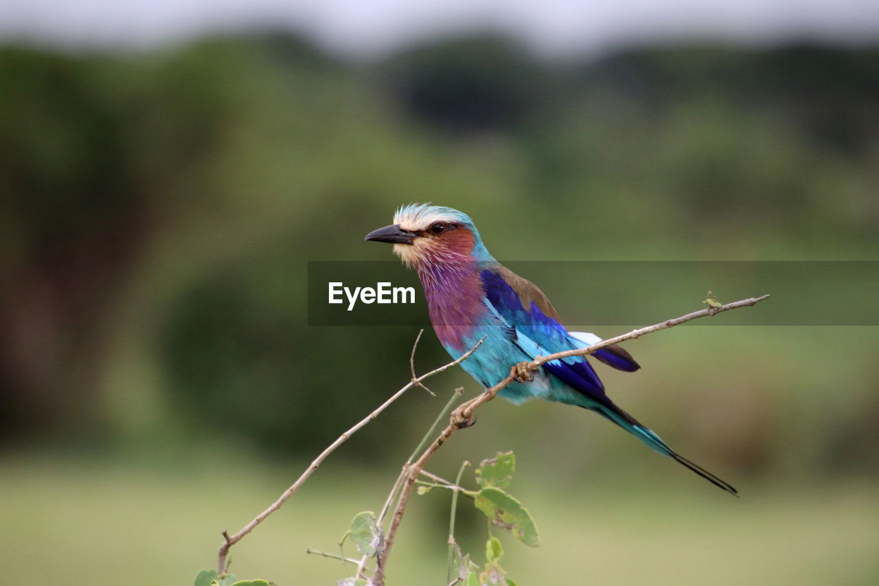 Lilac breasted roller