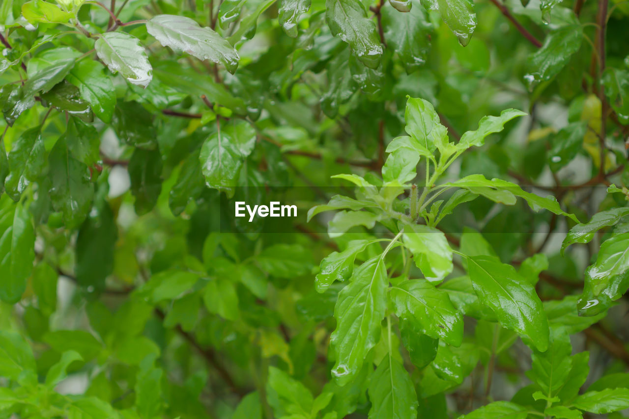 Fresh holy basil leaves after raindrops at organic backyard garden. used for thai food.