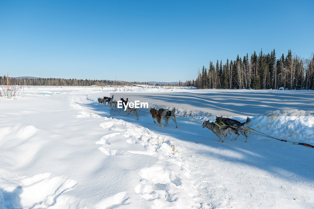 VIEW OF HORSE ON SNOW COVERED FIELD