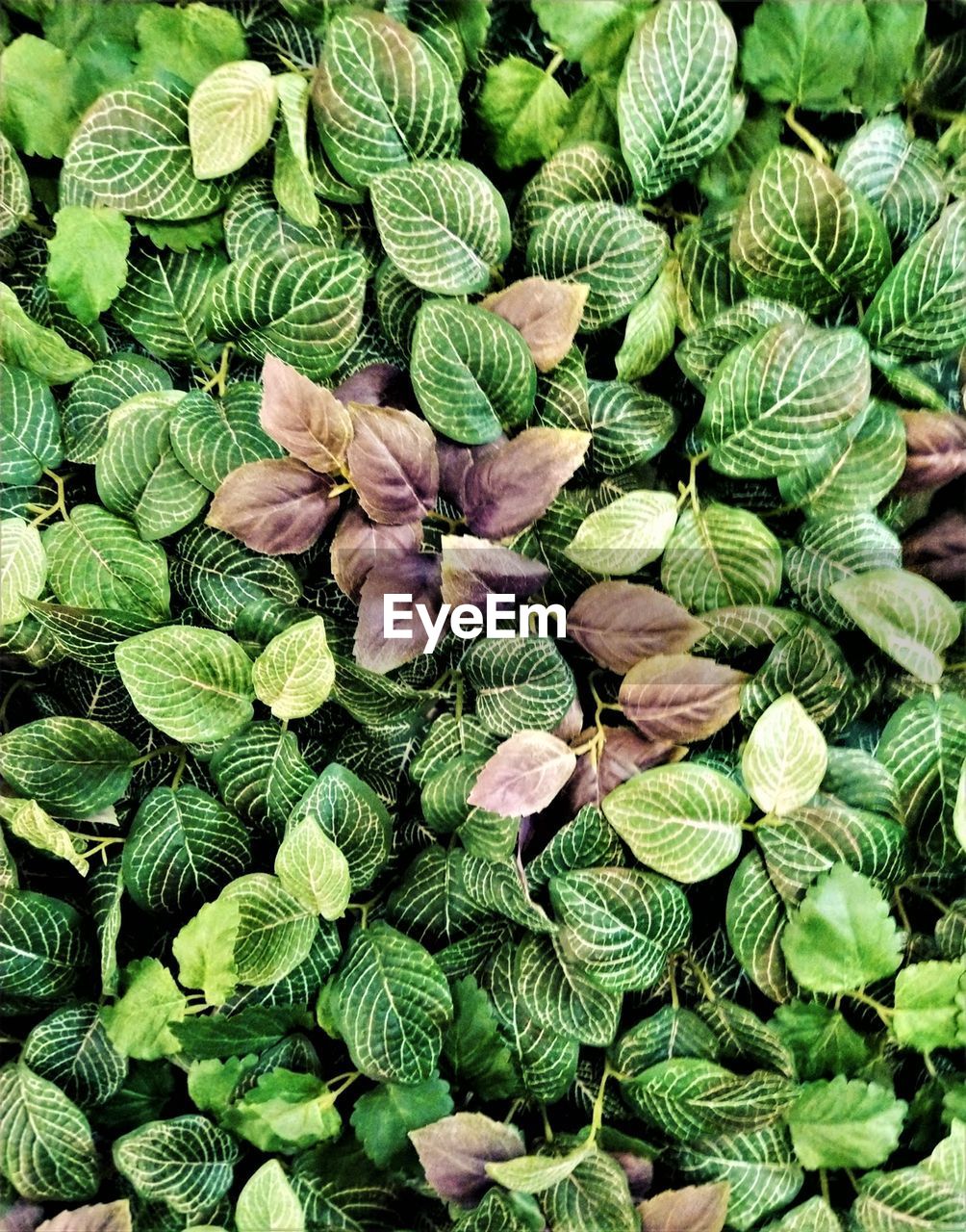 Close up view of beautful vibrant leaves