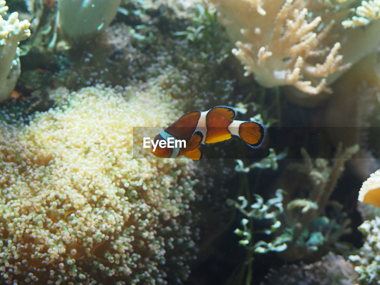 Close-up of fish swimming in sea water