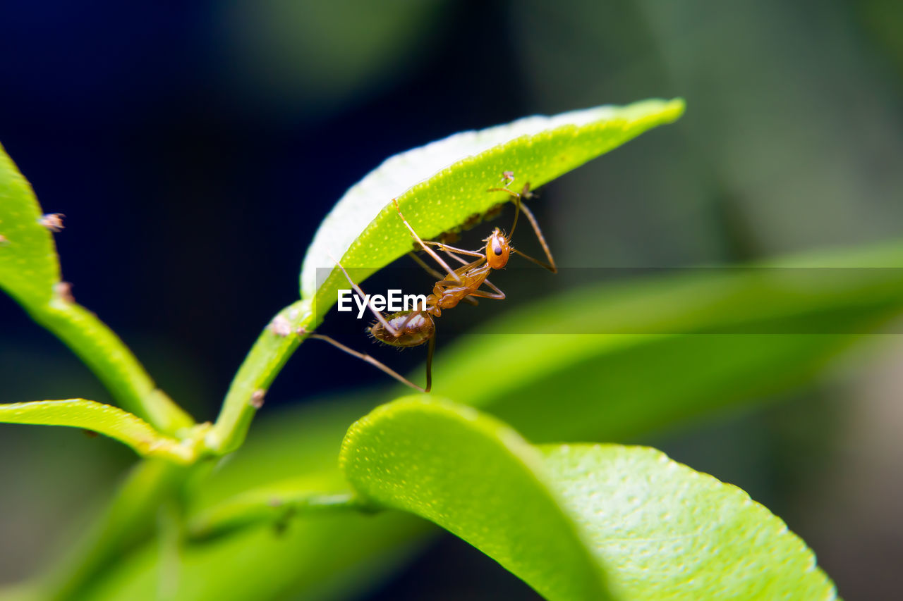 CLOSE-UP OF INSECT ON PLANT