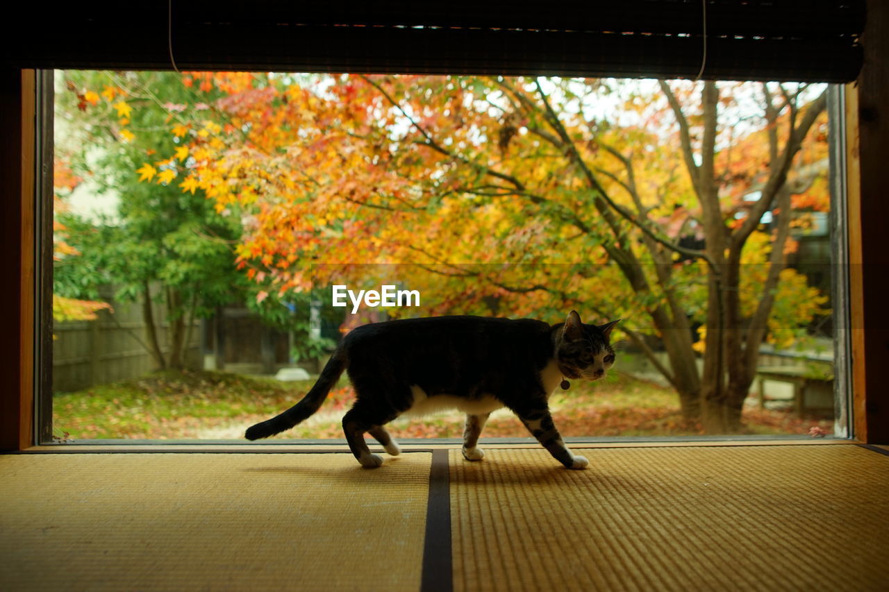 A tabby cat walking against the background of autumn leaves