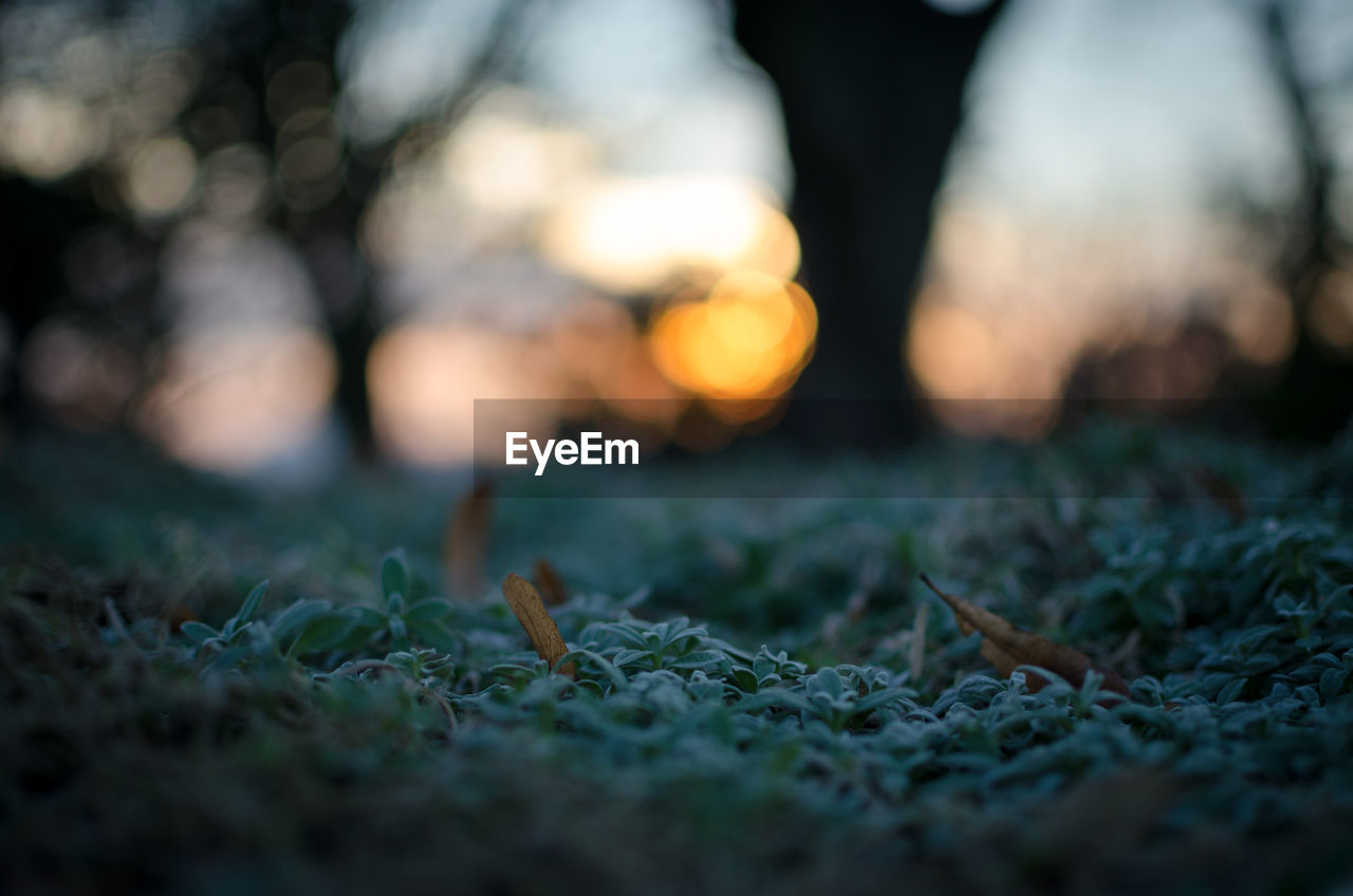 Close-up of grass during sunset