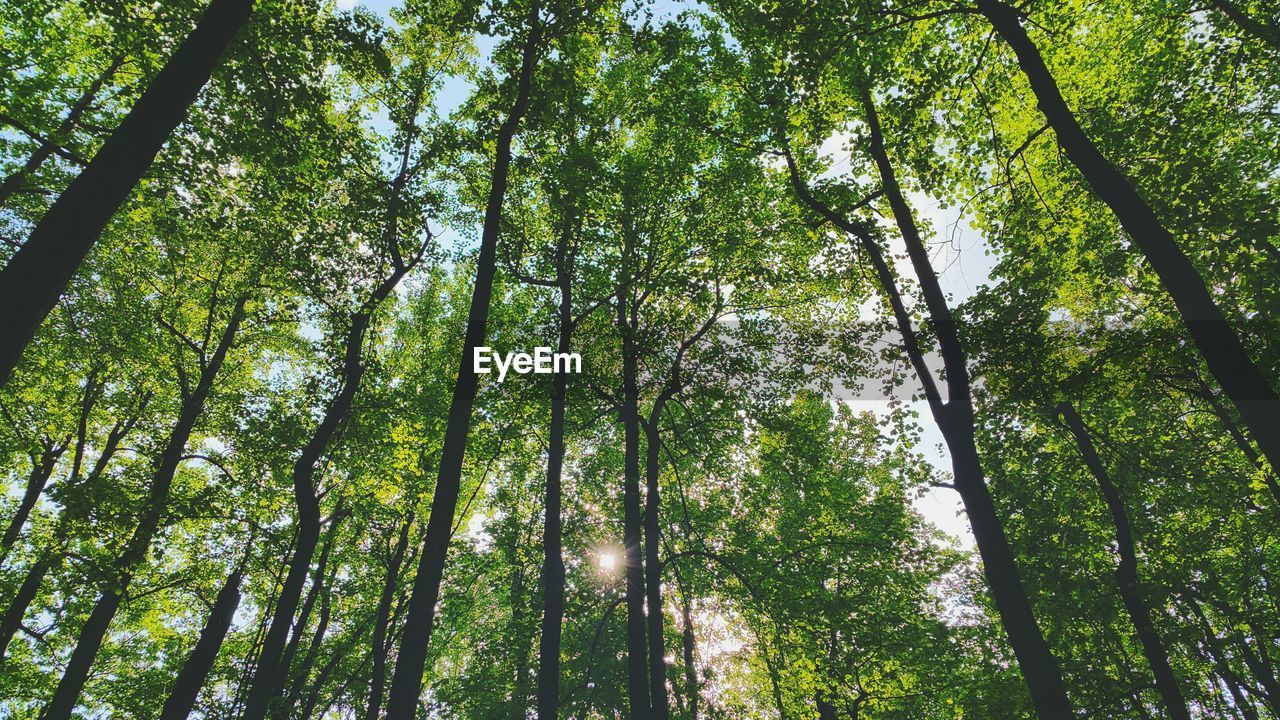 Low angle view of trees in forest