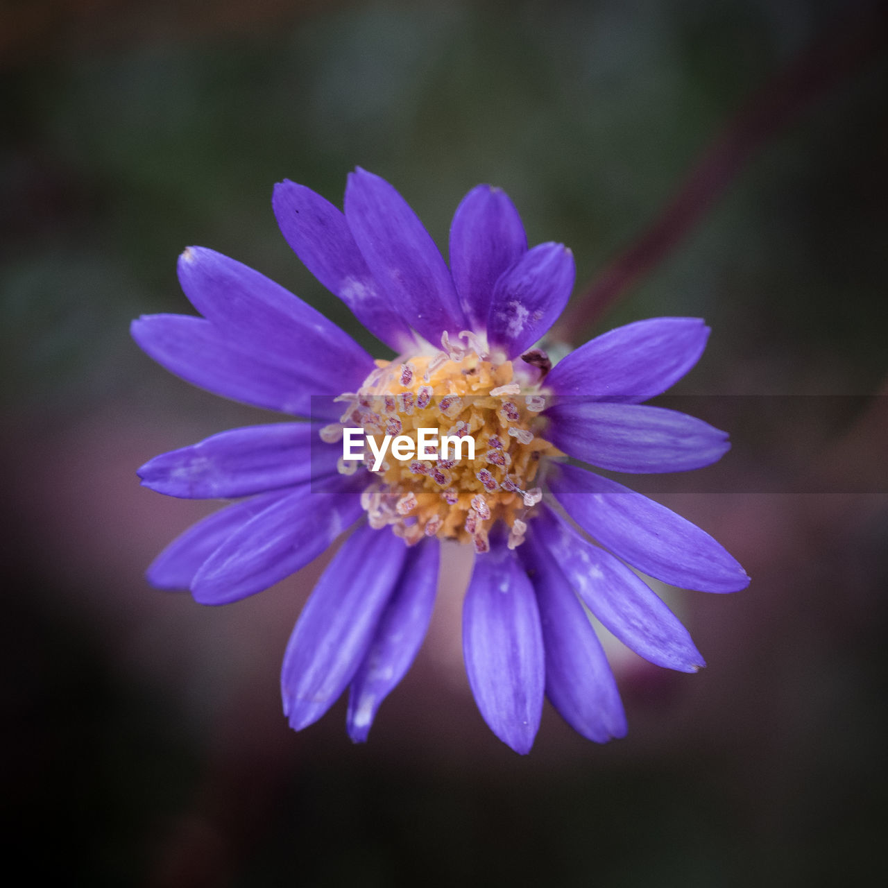 Close-up of purple flower