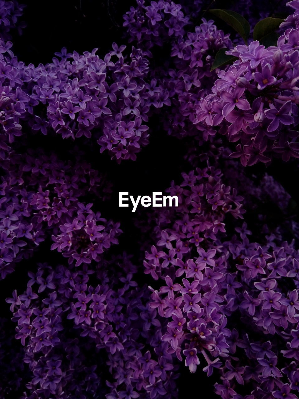 CLOSE-UP OF PURPLE FLOWERS GROWING OUTDOORS