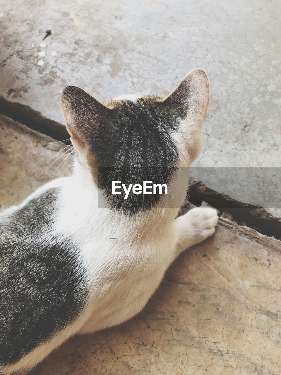 HIGH ANGLE VIEW OF CAT RESTING