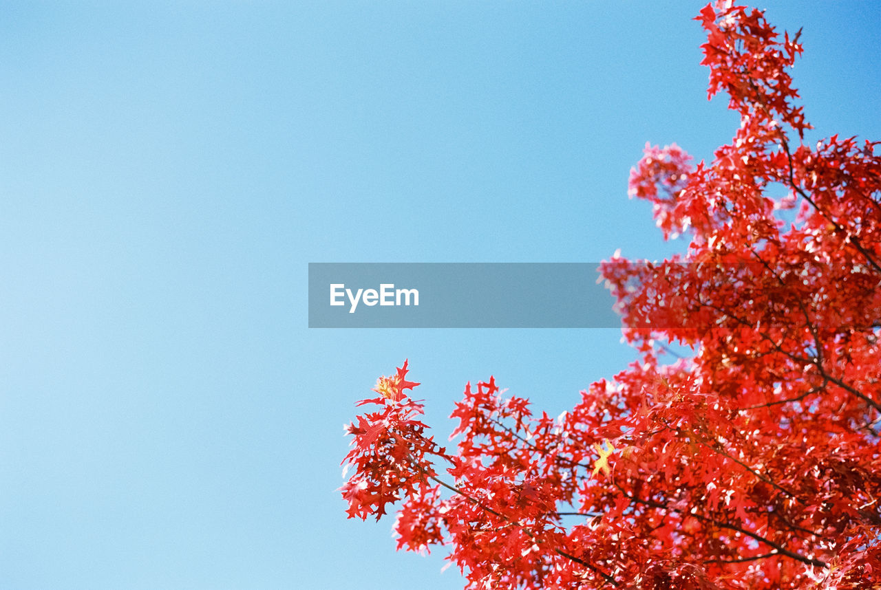 LOW ANGLE VIEW OF TREES AGAINST CLEAR SKY