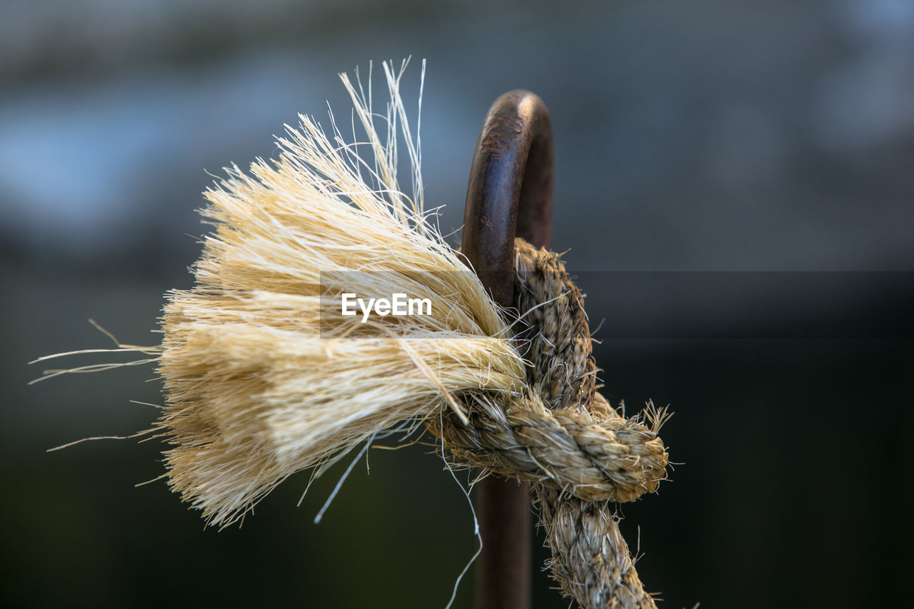 Close-up of dandelion