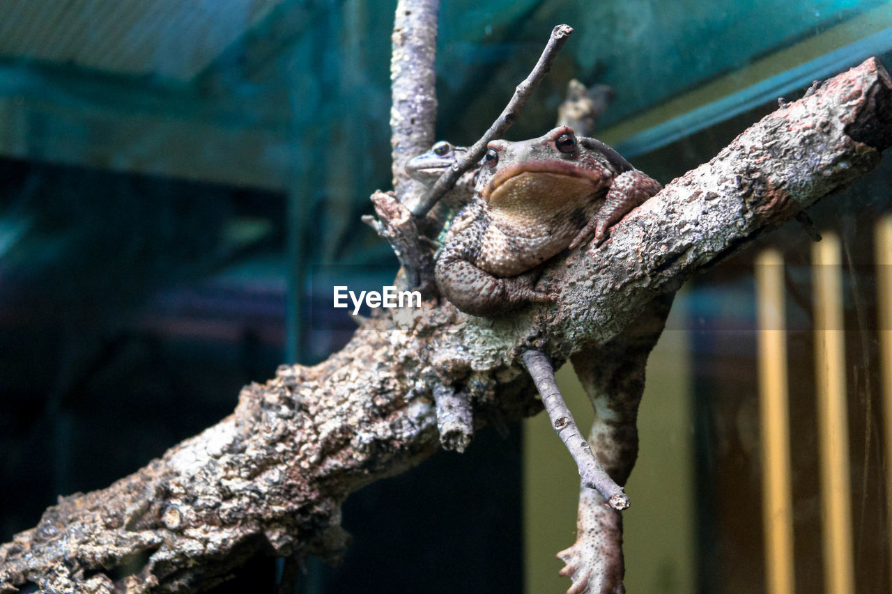 Close-up of lizard on wood