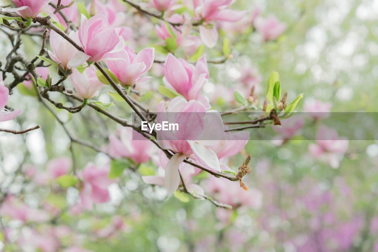 PINK CHERRY BLOSSOMS IN SPRING