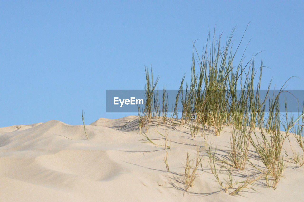 Scenic view of landscape against clear blue sky