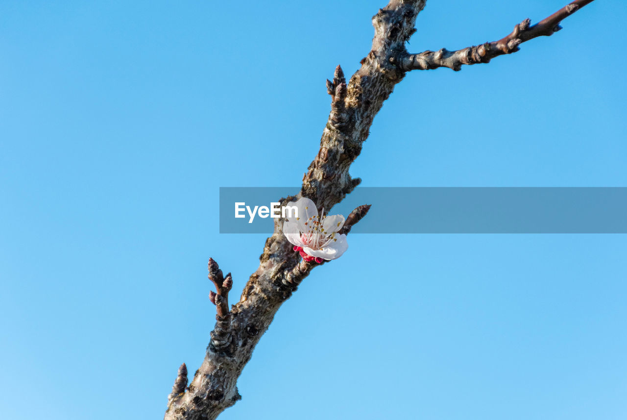 One blossom on tree branch. spring, growth, blue sky, copy space-