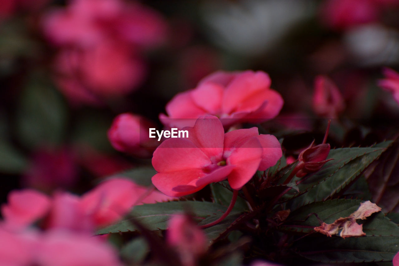 Close-up of pink flowering plant