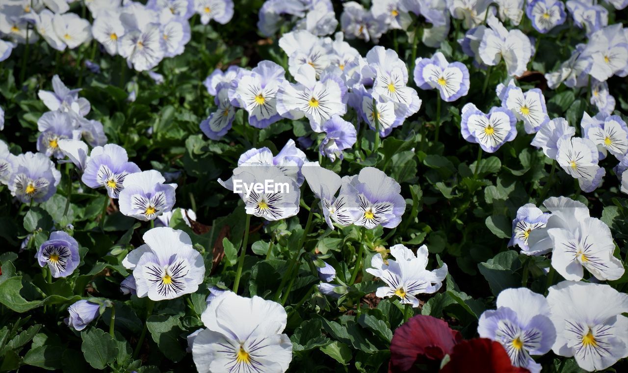 High angle view of white flowering plants