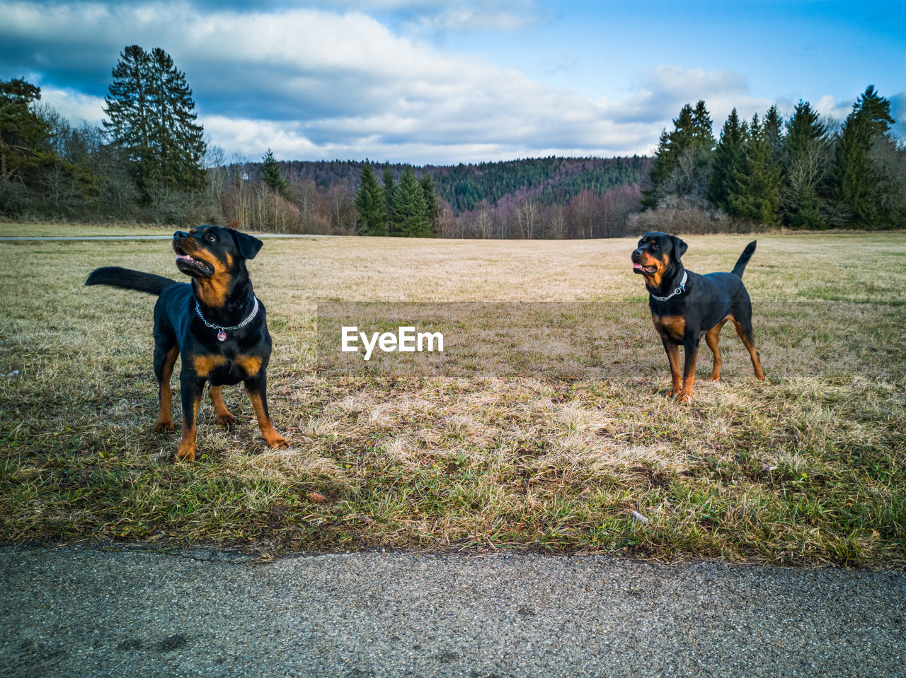 Dog standing in field