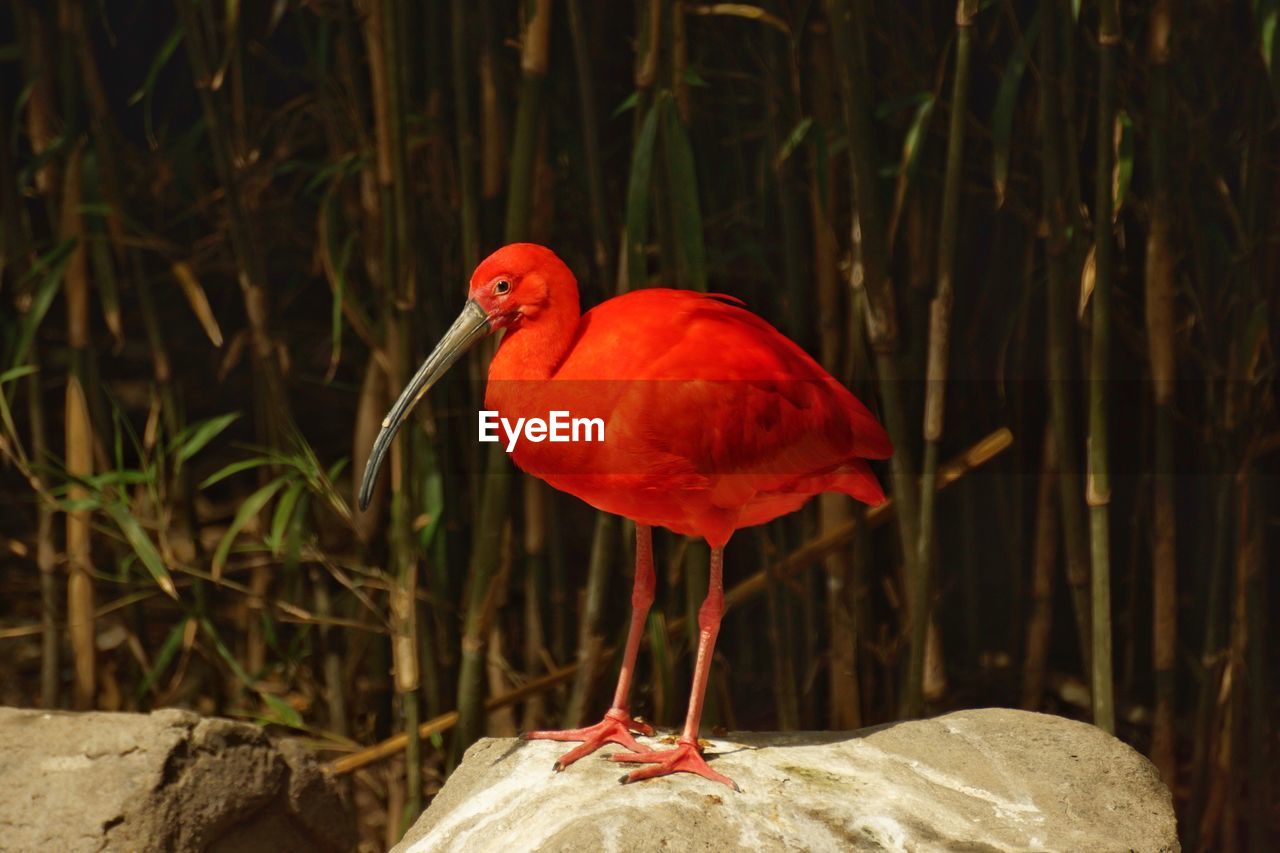 Close-up of red ibis perching on rock