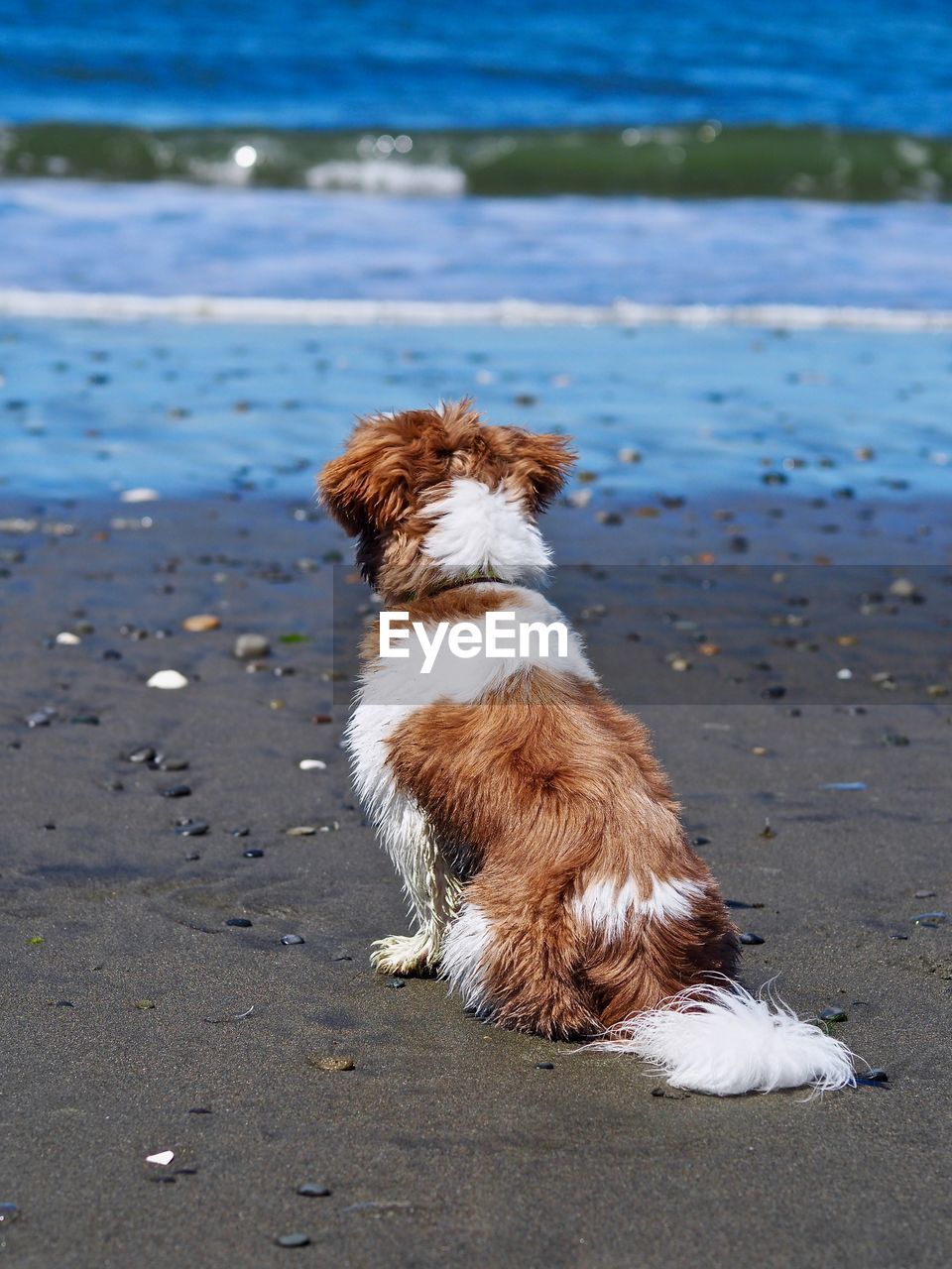 DOG SITTING ON SHORE