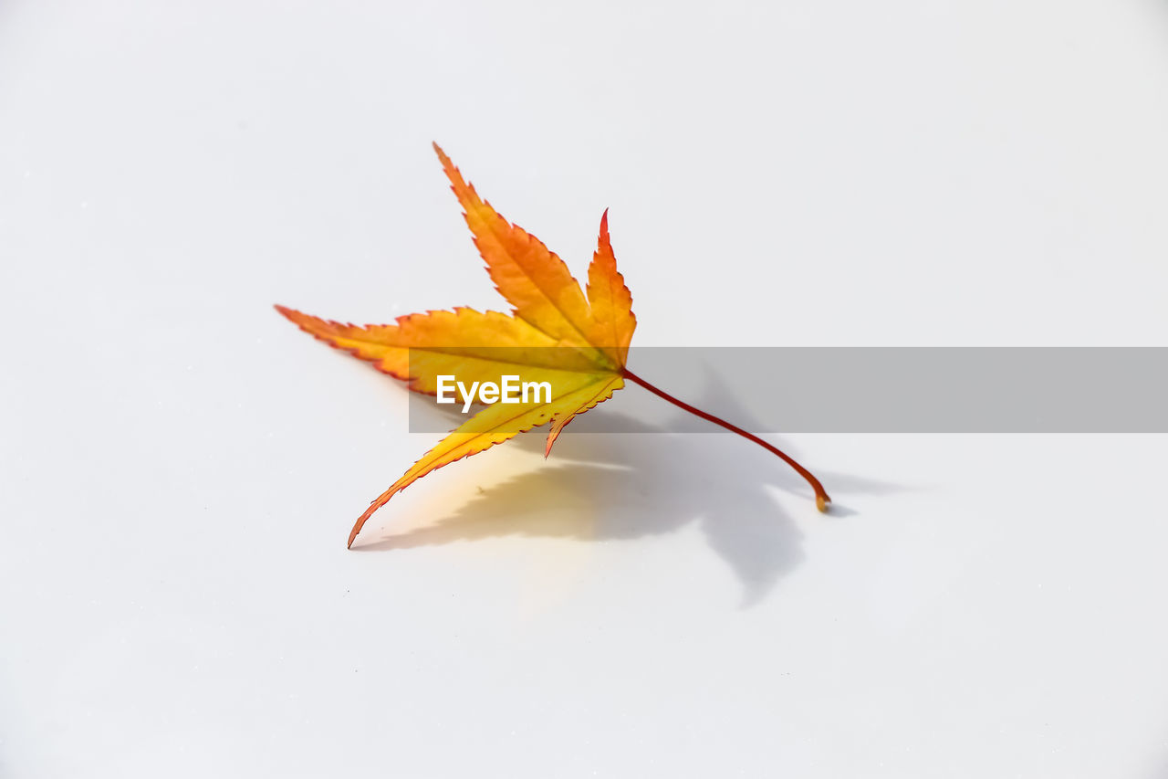 leaf, plant part, yellow, autumn, nature, no people, close-up, flower, plant, maple leaf, macro photography, studio shot, fragility, white background, orange color, beauty in nature, copy space, single object, branch, petal, outdoors, dry