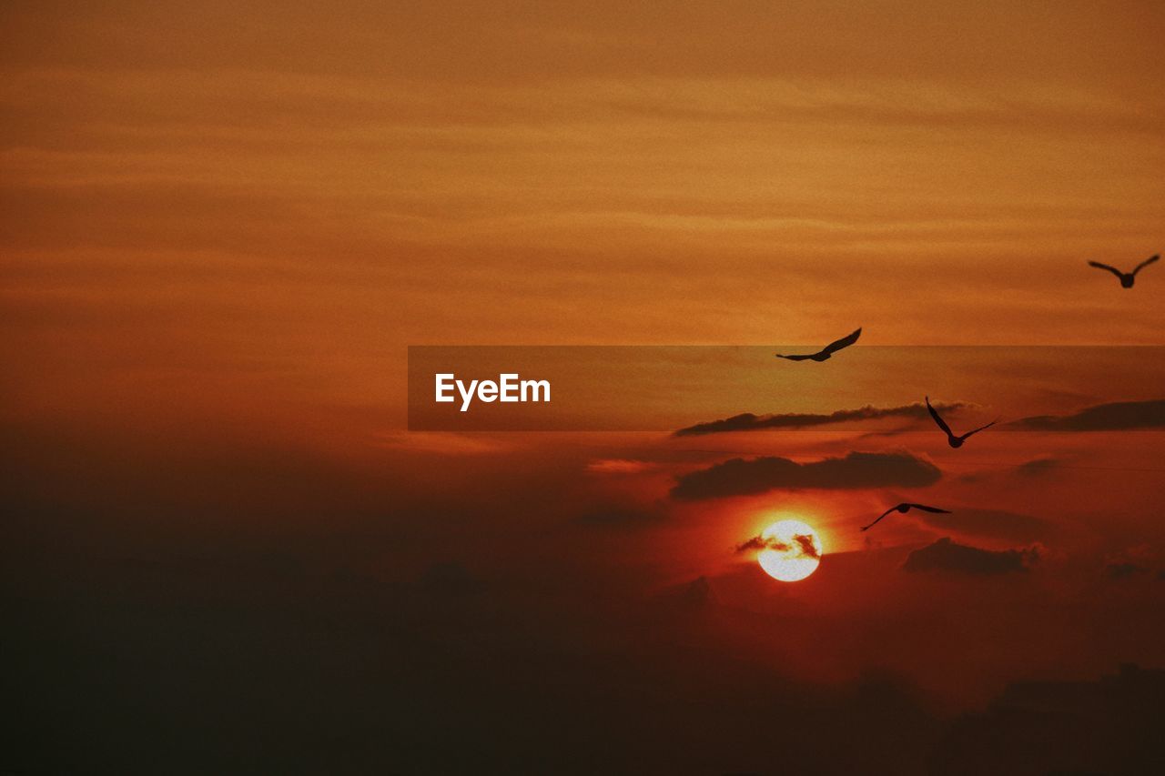 SILHOUETTE BIRDS FLYING AGAINST ORANGE SKY DURING SUNSET