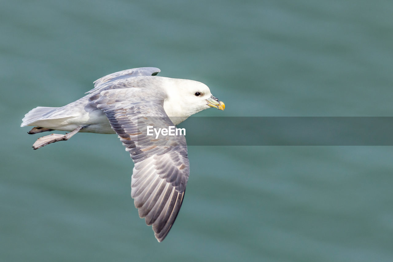 close-up of seagull flying over sea