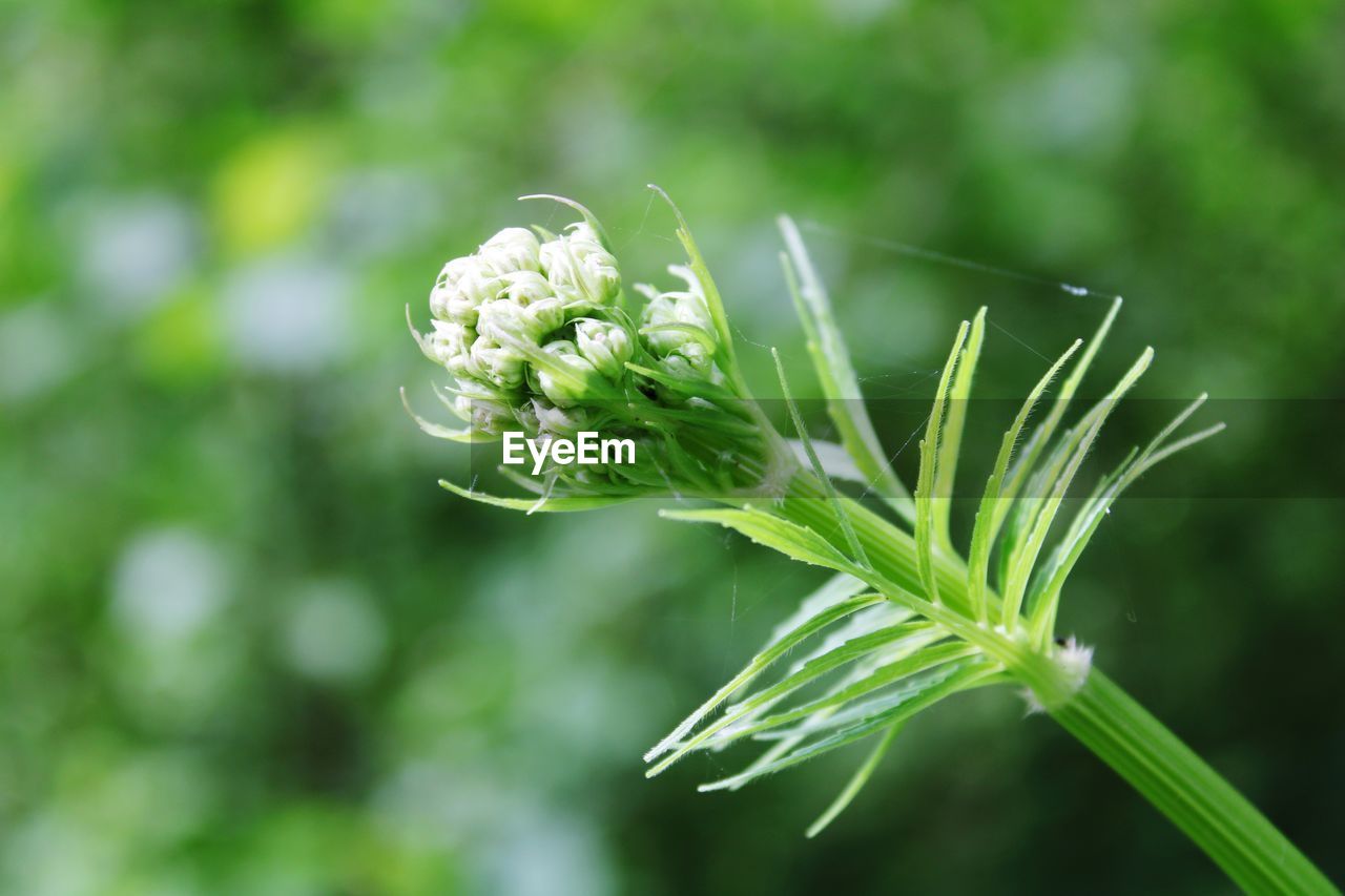 Close-up of flowering plant and spiderweb