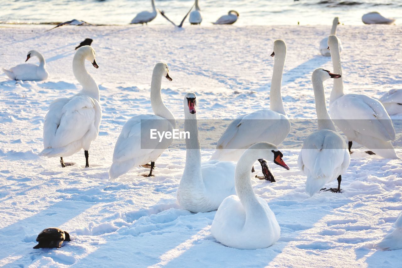 SWANS AND BIRDS IN SNOW
