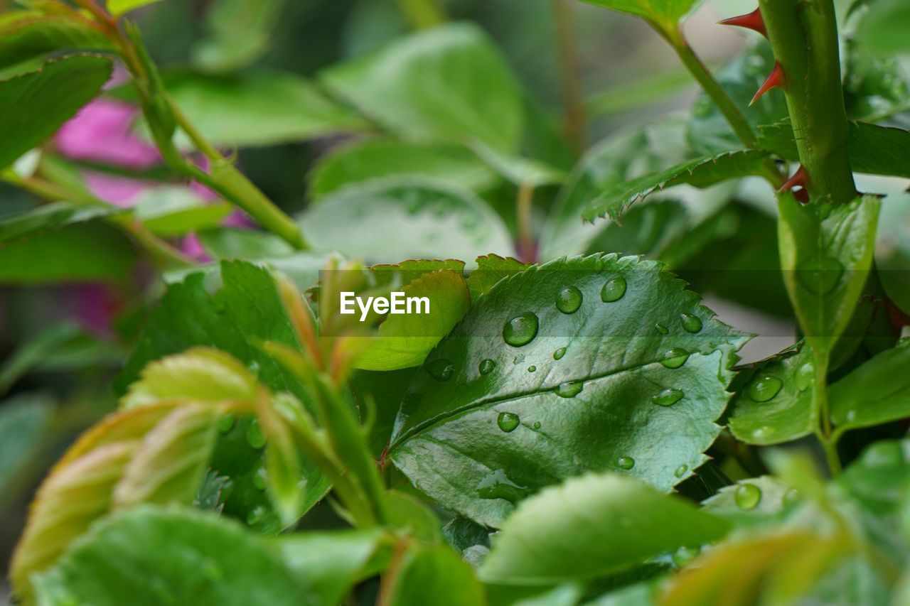 CLOSE-UP OF WET PLANT LEAVES ON RAINY DAY