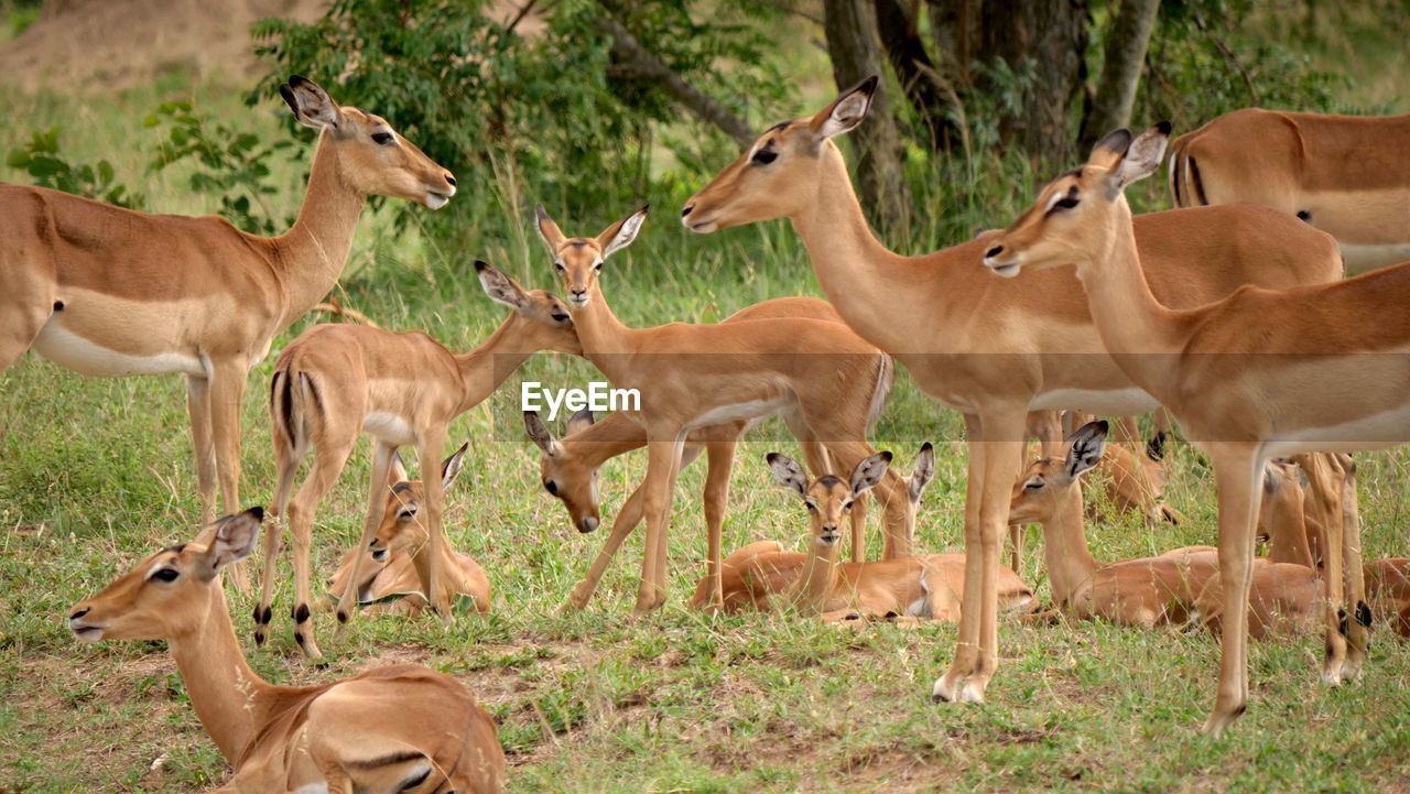 animal wildlife, animal themes, animal, impala, wildlife, group of animals, mammal, gazelle, springbok, antelope, nature, plant, no people, deer, herd, grass, land, herbivorous, domestic animals, day, field, safari, beauty in nature, outdoors, brown, tourism, standing, large group of animals, tree, kudu, non-urban scene, travel destinations, environment