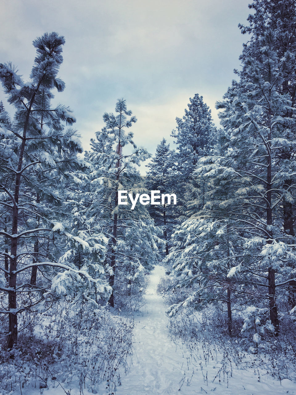 Snow covered evergreen forest on a cold winter day with a walking path in the middle