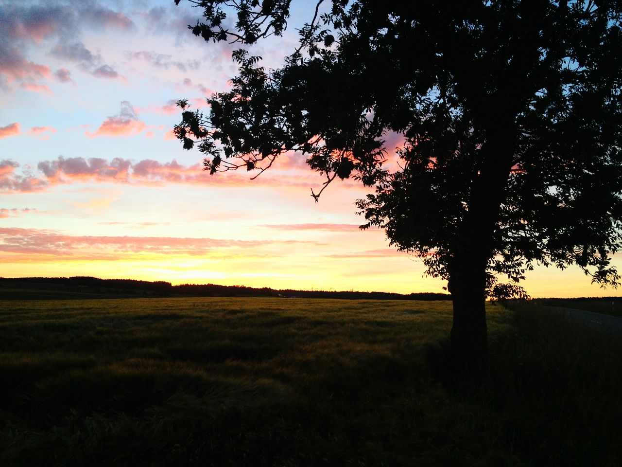 Silhouette tree on field against sky at sunset