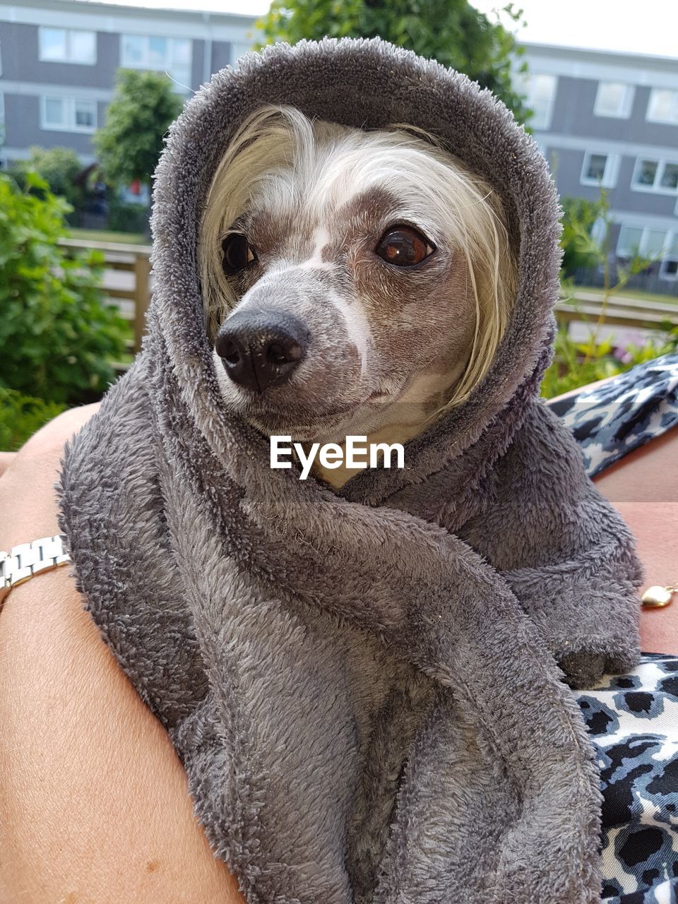 Close-up of woman holding dog wrapped in towel