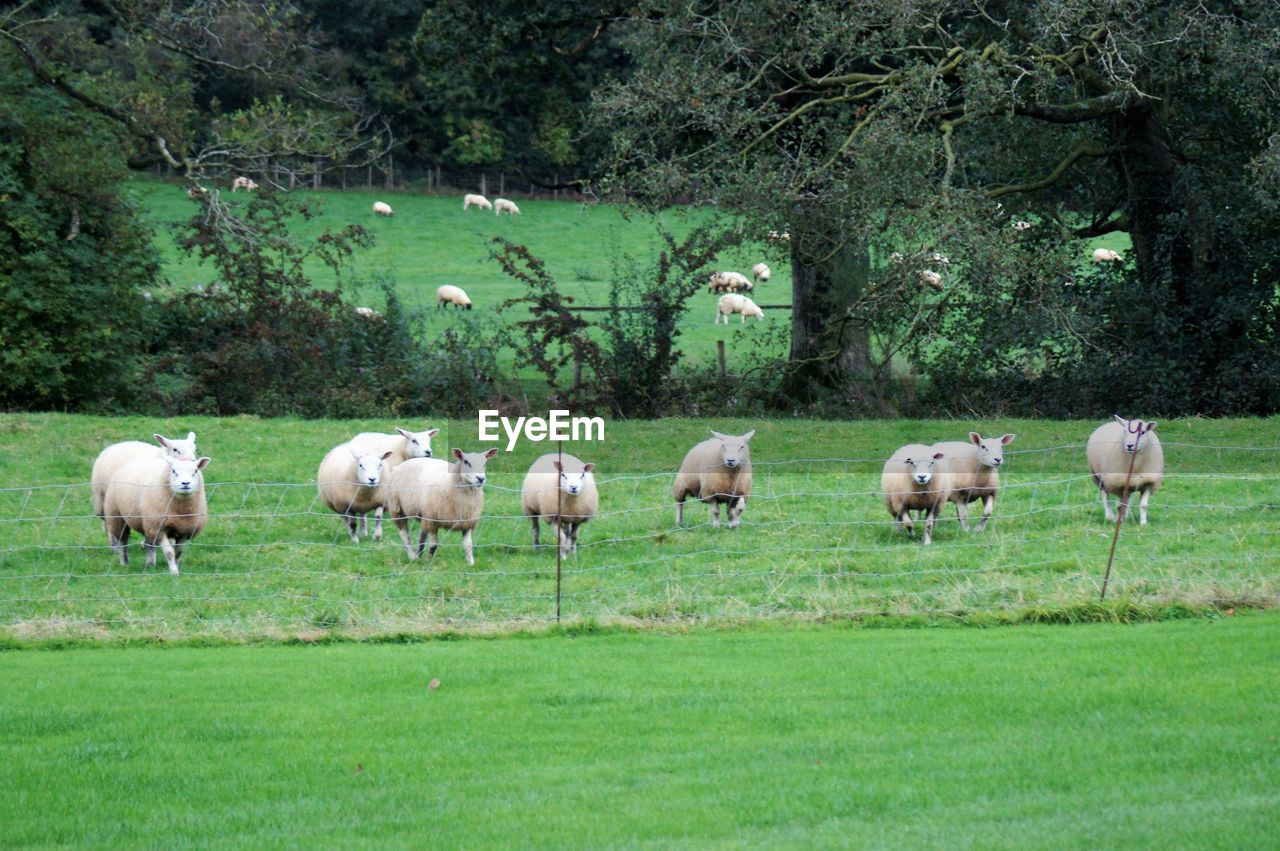 VIEW OF SHEEP GRAZING IN FIELD