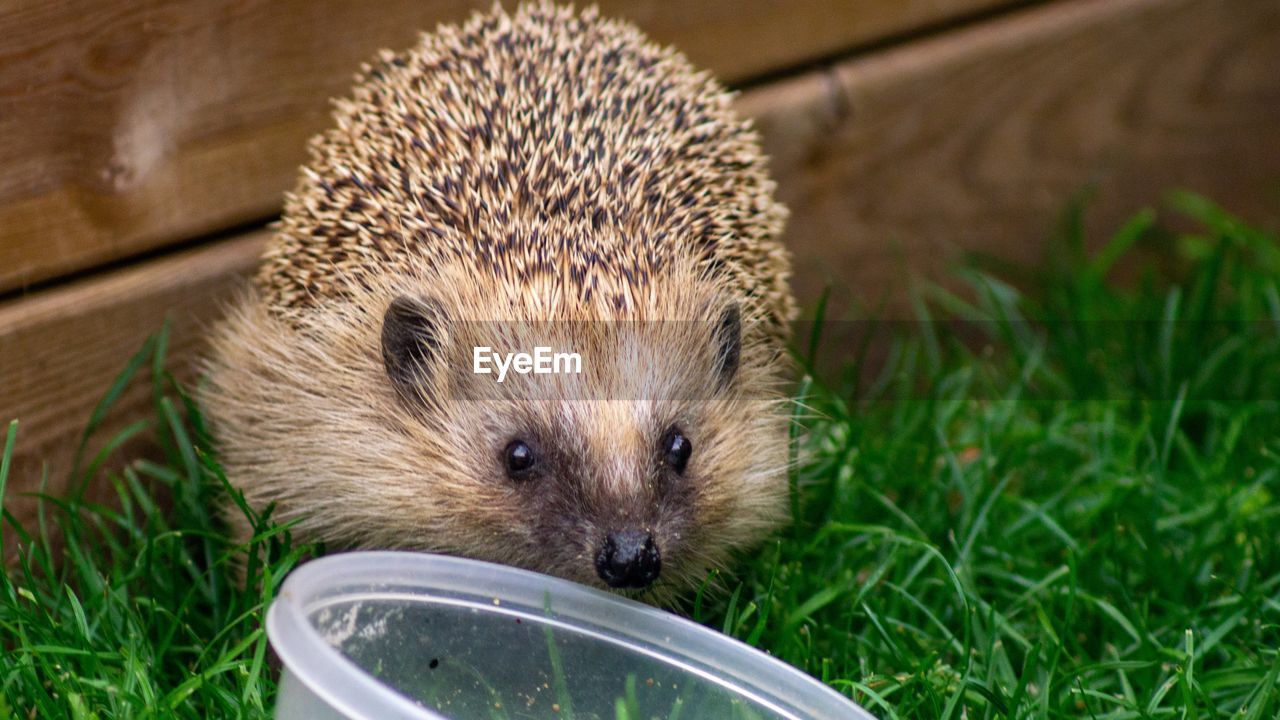 Lunchtime for hedgehog