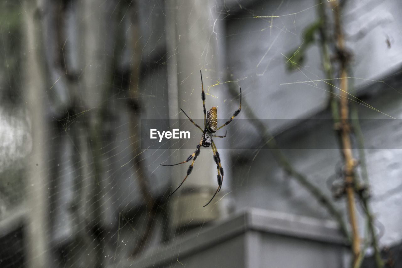 CLOSE-UP OF SPIDER