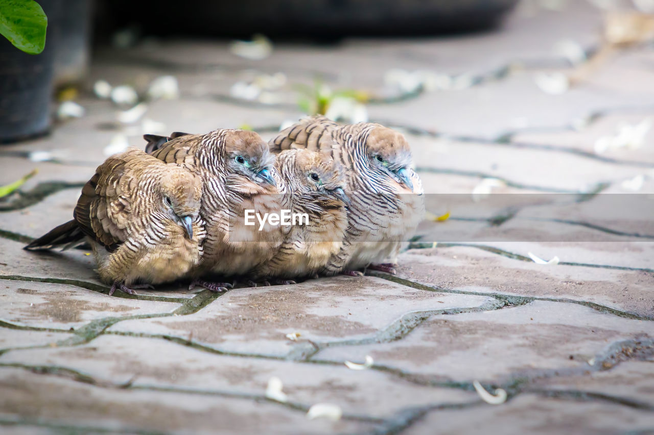 Zebra dove family together for warmth after rain stopped.